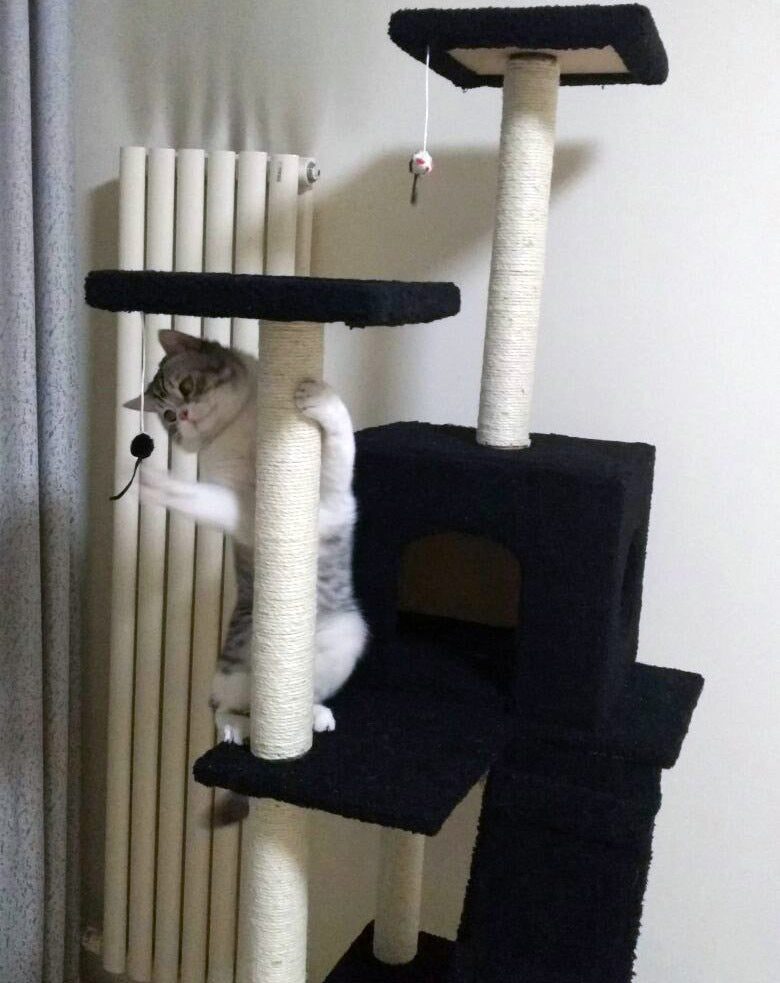 195cm Tall XXL Cat Scratching Post Pole Tower with Hammock (Black) - grandhubs.shop