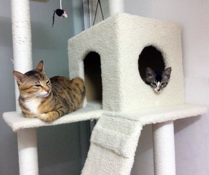 195cm Tall XXL Cat Scratching Post Pole Tower with Hammock (Cream) - grandhubs.shop