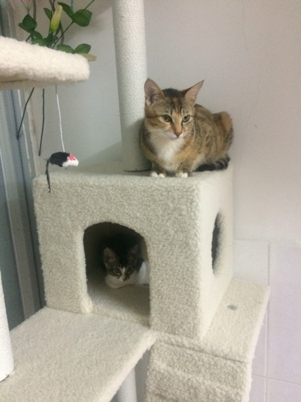 195cm Tall XXL Cat Scratching Post Pole Tower with Hammock (Cream) - grandhubs.shop