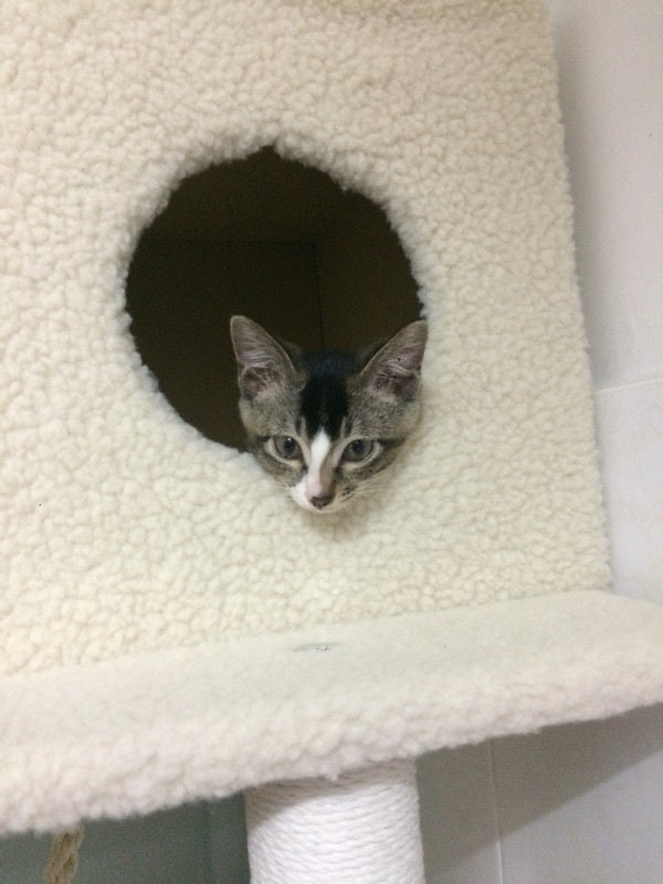 195cm Tall XXL Cat Scratching Post Pole Tower with Hammock (Cream) - grandhubs.shop