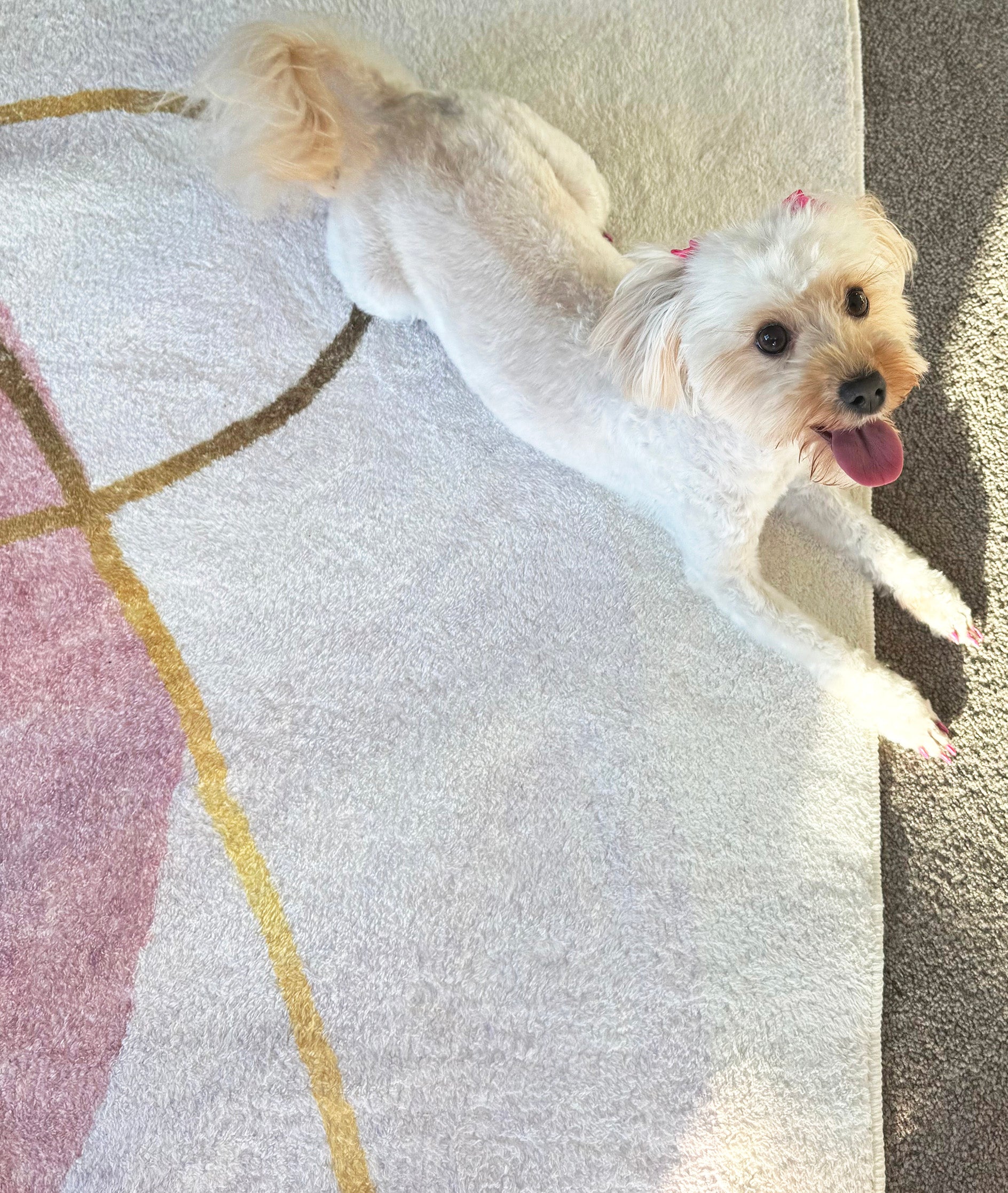 XL Extra Large Lush Plush Utopia Designer Carpet Rug (300 x 200)